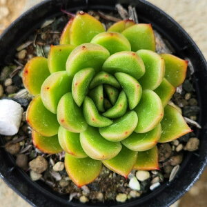 YobV 7.5cm|bg A GPxA Echeveria Y  ϗtA CeAO[ 񂹐A i܂Ƃߔj