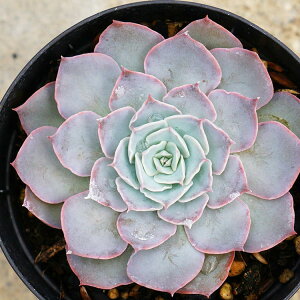 S[h}j[ 7.5cm|bg A GPxA Echeveria Goldmanii Y  ϗtA CeAO[ 񂹐A i܂Ƃߔj