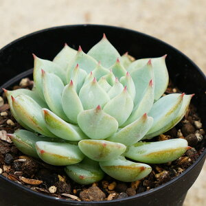 vY 7.5cm|bg A GPxA Echeveria Prism Y  ϗtA CeAO[ 񂹐A i܂Ƃߔj