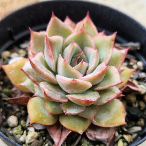 GQA 7.5cm|bg A GPxA Echeveria Y  ϗtA CeAO[ 񂹐A i܂Ƃߔj