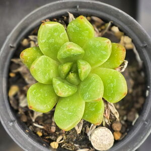 Ao[Y 7.5cm|bg A GPxA Echeveria Y  ϗtA CeAO[ 񂹐A i܂Ƃߔj