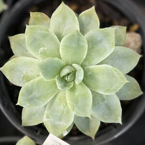JrAu[ 7.5cm|bg A GPxA Echeveria Y  ϗtA CeAO[ 񂹐A i܂Ƃߔj