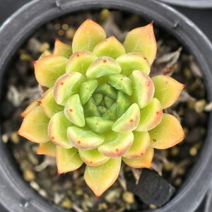 bhUS[T 7.5cm|bg A GPxA Echeveria Y  ϗtA CeAO[ 񂹐A i܂Ƃߔj