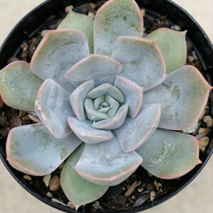 tBIi 7.5cm|bg A GPxA Echeveria 'Fiona' Y  ϗtA CeAO[ 񂹐A i܂Ƃߔj