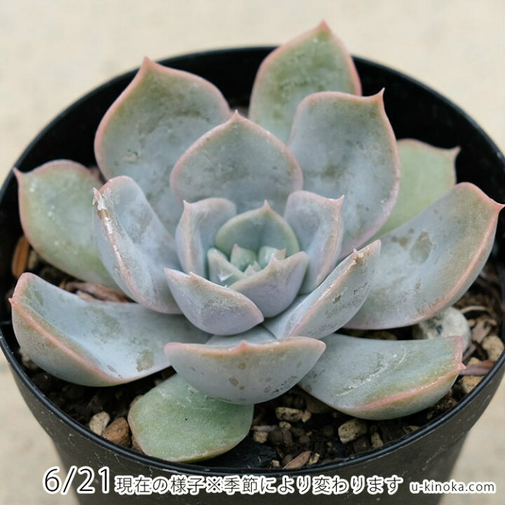 楽天市場】フィオナ 7.5cmポット 多肉植物 エケベリア Echeveria 