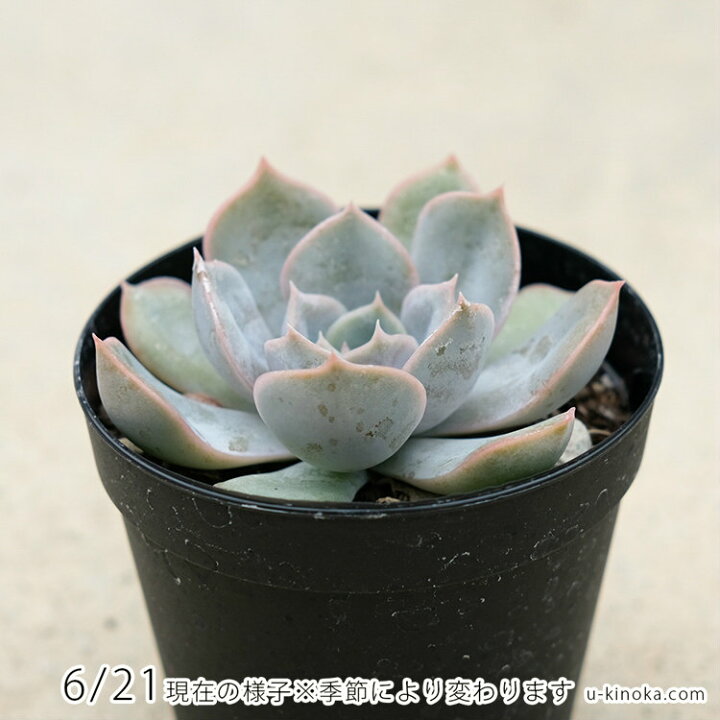 楽天市場】フィオナ 7.5cmポット 多肉植物 エケベリア Echeveria 