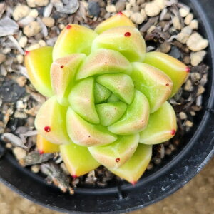 Ήp 7.5cm|bg A GPxA Echeveria 'Seog-Yeong' Y  ϗtA CeAO[ 񂹐A i܂Ƃߔj