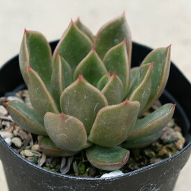 楽天市場 多肉 植物 福岡の通販