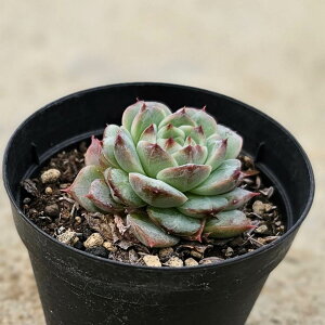 bhxxbg 7.5cm|bg A GPxA Echeveria Y  ϗtA CeAO[ 񂹐A i܂Ƃߔj