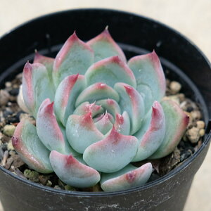 `GVXEr[ubV 7.5cm|bg GPxA Echeveria chihuahuaensis 'Ruby Blush' AMtg Y  ϗtA CeAO[ 񂹐A i܂Ƃߔj