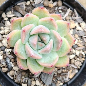 Aor[eB[ 7.5cm|bg A GPxA Echeveria 'Green Mile' Y  ϗtA CeAO[ 񂹐A i܂Ƃߔj