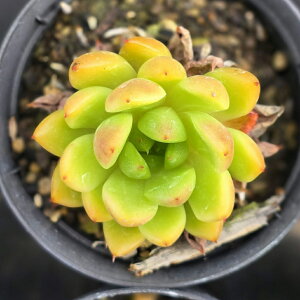 vC 7.5cm|bg A GPxA Echeveria Y  ϗtA CeAO[ 񂹐A i܂Ƃߔj