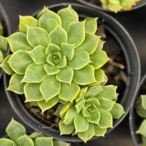 WW 7.5cm|bg A GPxA Echeveria Y  ϗtA CeAO[ 񂹐A i܂Ƃߔj