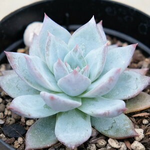 u[o[h 7.5cm|bg A GPxA Echeveria cv 'Blue Bird' Y  ϗtA CeAO[ 񂹐A i܂Ƃߔj