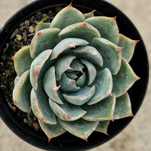 [n[g 7.5cm|bg A GPxA Echeveria Y  ϗtA CeAO[ 񂹐A i܂Ƃߔj