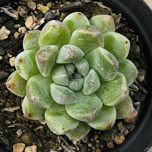 ۗtUS[T 7.5cm|bg A GPxA Echeveria Y  ϗtA CeAO[ 񂹐A i܂Ƃߔj