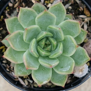 EUS[T 7.5cm|bg A Mtg GPxA Echeveria laui x zaragosa Y  ϗtA CeAO[ 񂹐A i܂Ƃߔj