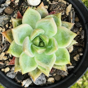 LVJTZbg 7.5cm|bg A GPxA Echeveria 'Mexican Sunset' Y  ϗtA CeAO[ 񂹐A i܂Ƃߔj