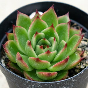 GXg[_ 7.5cm|bg A GPxA Echeveria estrada Y  ϗtA CeAO[ 񂹐A i܂Ƃߔj