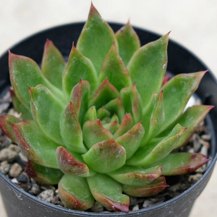 楽天市場 レイブリー 7 5cmポット エケベリア Echeveria Reiburi 福岡県産 多肉植物 多肉 観葉植物 インテリアグリーン 寄せ植えに まとめ買いがお得 季の香 きのか 楽天市場 レイブリー 7 5cmポット エケベリア Echeveria Reiburi 福岡県産 多肉植物 多肉 観葉植物 インテリアグリーン 寄せ植えに まとめ買いがお得 季の香 きのか