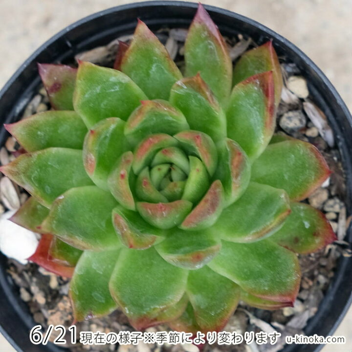 楽天市場 レイブリー 7 5cmポット エケベリア Echeveria Reiburi 福岡県産 多肉植物 多肉 観葉植物 インテリアグリーン 寄せ植えに まとめ買いがお得 季の香 きのか 楽天市場 レイブリー 7 5cmポット エケベリア Echeveria Reiburi 福岡県産 多肉植物 多肉 観葉植物 インテリアグリーン 寄せ植えに まとめ買いがお得 季の香 きのか