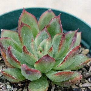 voI 7.5cm|bg A GPxA Echeveria'Omoidezuyu' ICfd łÂ Y  ϗtA CeAO[ 񂹐A i܂Ƃߔj