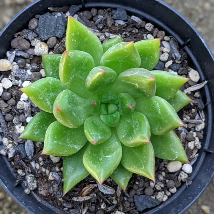 楽天市場】インペリアルドリーム 7.5cmポット 多肉植物 ギフト  