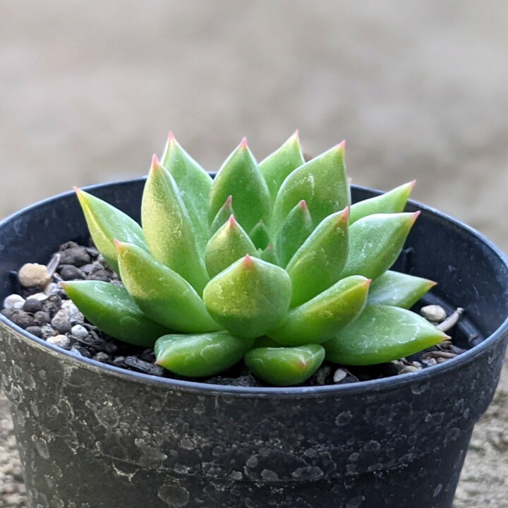 楽天市場】インペリアルドリーム 7.5cmポット 多肉植物 ギフト  