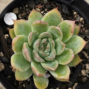 @xtUS[T 7.5cm|bg A GPxA Echeveria Y  ϗtA CeAO[ 񂹐A i܂Ƃߔj