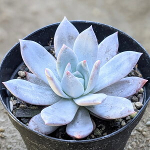 Sang-a 7.5cm|bg A GPxA Echeveria 'Chanel' Y  ϗtA CeAO[ 񂹐A i܂Ƃߔj
