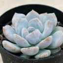 オレンジモンロー  7.5cmポット 多肉植物 エケベリア Echeveria ...