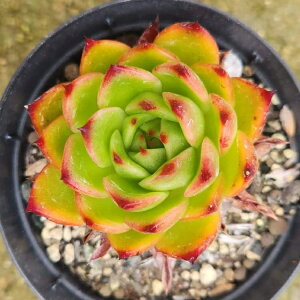 G{j[ 7.5cm|bg A GPxA Echeveria 'Ebony' Y  ϗtA CeAO[ 񂹐A i܂Ƃߔj