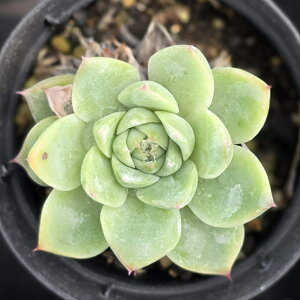 NVi 7.5cm|bg A GPxA Echeveria Y  ϗtA CeAO[ 񂹐A i܂Ƃߔj