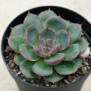 T^CX 7.5cm|bg A GPxA Echeveria 'Santa Lewis' Y  ϗtA CeAO[ 񂹐A i܂Ƃߔj