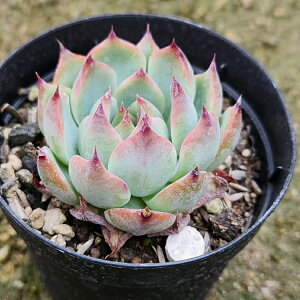 t@[u[ 7.5cm|bg A Mtg GPxA Echeveria 'Fabry' Y  ϗtA CeAO[ 񂹐A i܂Ƃߔj