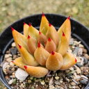 シャイキー  7.5cmポット 多肉植物 エケベリア Echeveria 福岡県...