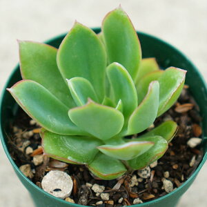 Ԃ̒ 7.5cm|bg A GPxA Echeveria Hananotsuru nimc Y  ϗtA CeAO[ 񂹐A i܂Ƃߔj