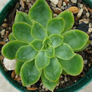 {uW[ 7.5cm|bg A GPxA Echeveria Bob Jolly Y  ϗtA CeAO[ 񂹐A i܂Ƃߔj