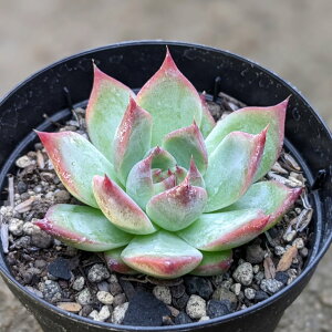 R[^ 7.5cm|bg A GPxA Echeveria colorata Y  ϗtA CeAO[ 񂹐A i܂Ƃߔj