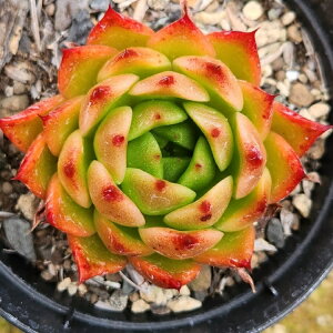GUxX 7.5cm|bg A GPxA Echeveria Y  ϗtA CeAO[ 񂹐A i܂Ƃߔj