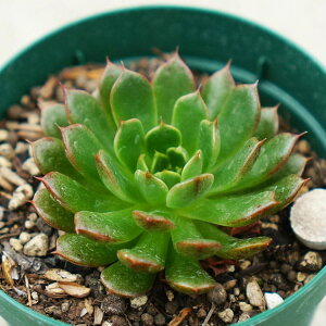 ~j}nCubh 7.5cm|bg A GPxA Echeveria Minama Hybrid ~j}hyb Y  ϗtA CeAO[ 񂹐A i܂Ƃߔj