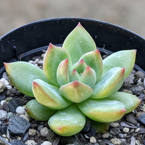 Forber 7.5cm|bg A GPxA tH[o[ Echeveria 'Forber' Y  ϗtA CeAO[ 񂹐A i܂Ƃߔj