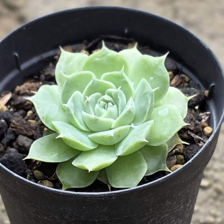 楽天市場】ヴィーナス 7.5cmポット 多肉植物 エケベリア Echeveria 
