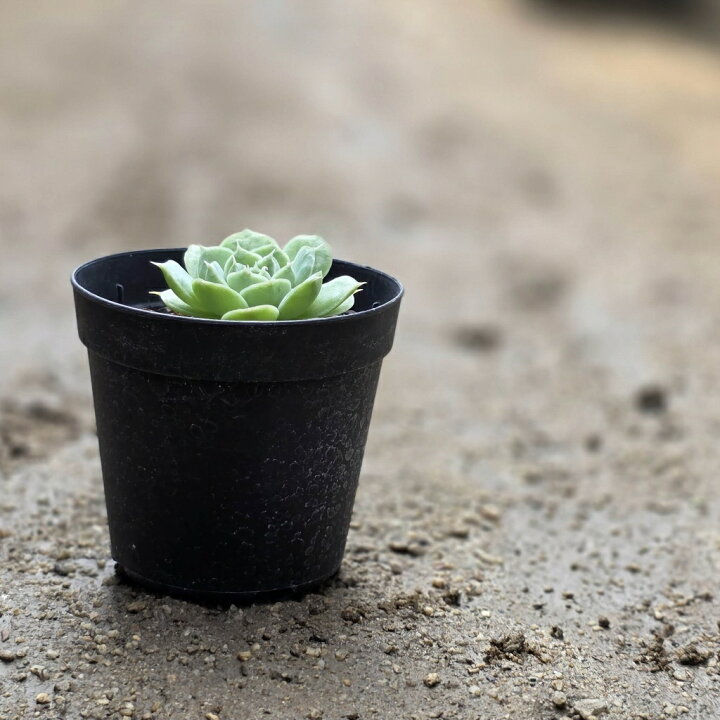 楽天市場】ヴィーナス 7.5cmポット 多肉植物 エケベリア Echeveria 