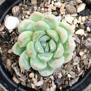 s[`~g 7.5cm|bg A GPxA Echeveria Y  ϗtA CeAO[ 񂹐A i܂Ƃߔj