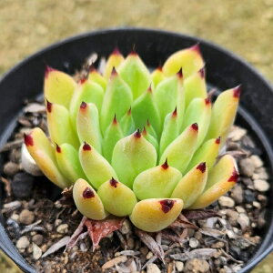 NX}XxLVPVX 7.5cm|bg A GPxA Echeveria Y  ϗtA CeAO[ 񂹐A i܂Ƃߔj