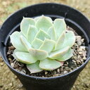 マーベリック  7.5cmポット 多肉植物 エケベリア Echeveria  福...