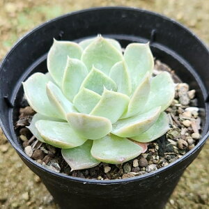 }[xbN 7.5cm|bg A GPxA Echeveria Y  ϗtA CeAO[ 񂹐A i܂Ƃߔj