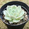 マーベリック  7.5cmポット 多肉植物 エケベリア Echeveria  福...
