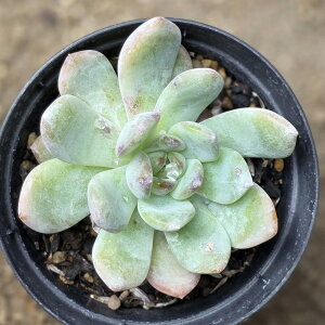 X^[}[N 7.5cm|bg A GPxA Echeveria 'Star Mark' Y  ϗtA CeAO[ 񂹐A i܂Ƃߔj